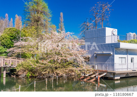 【東京都】桜満開の井の頭恩賜公園 【東京都】桜満開の井の頭恩賜公園 118180667
