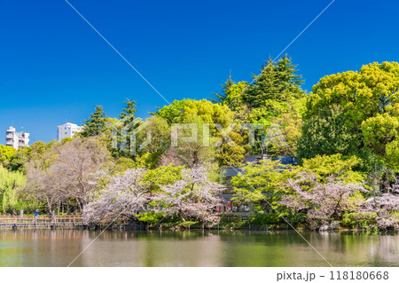 【東京都】桜満開の井の頭恩賜公園 118180668