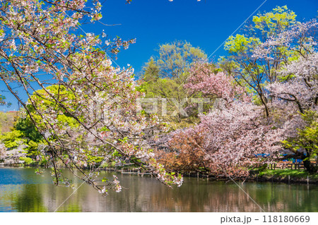 【東京都】桜満開の井の頭恩賜公園 118180669