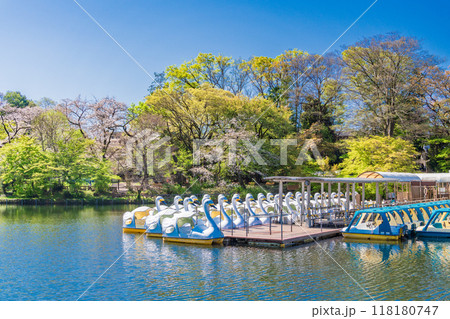 【東京都】桜満開の井の頭恩賜公園　係留されたボート 118180747