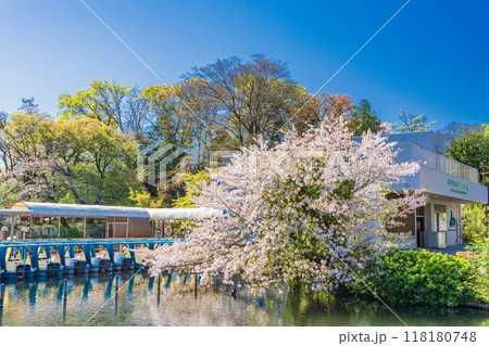 【東京都】桜満開の井の頭恩賜公園 係留されたボート 【東京都】桜満開の井の頭恩賜公園 係留されたボート 118180748