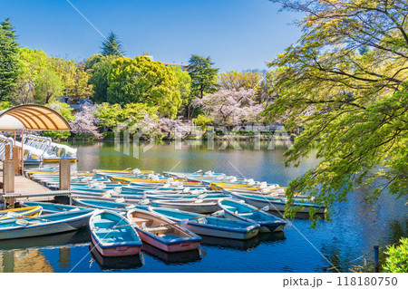 【東京都】桜満開の井の頭恩賜公園　係留されたボート 118180750
