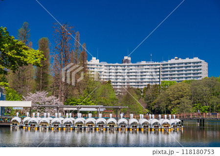 【東京都】桜満開の井の頭恩賜公園　係留されたボート 118180753