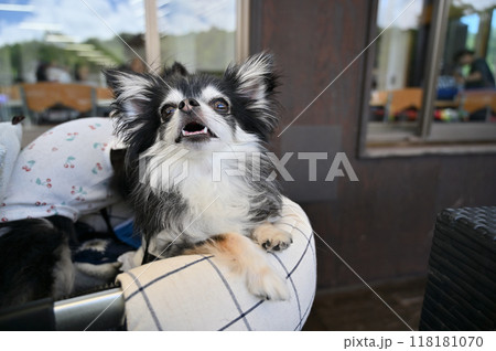 レストラン・カフェ・テラス席でのんびりチワワ  レストラン・カフェ・テラス席でのんびりチワワ  118181070
