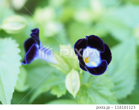 可憐なトレニアの花 可憐なトレニアの花 118181123