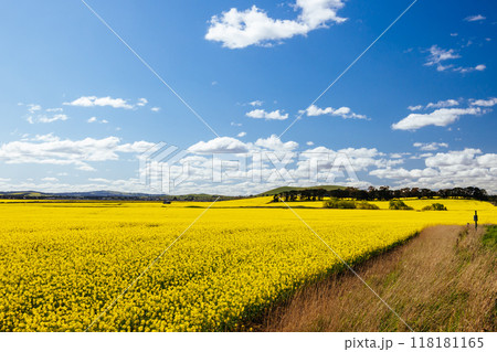 Fields of Canola in Victoria Australia 118181165