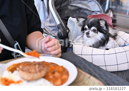 レストランのテラス席でランチをする女性と愛犬の風景　ロングコートチワワ 118181227