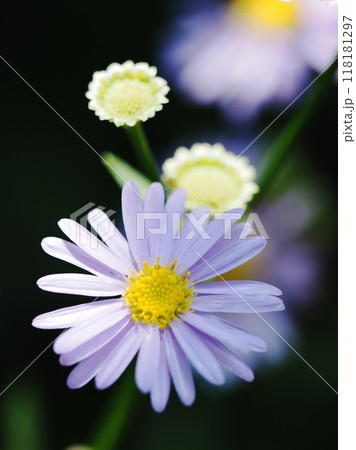 木陰に咲くシオンの花 木陰に咲くシオンの花 118181297
