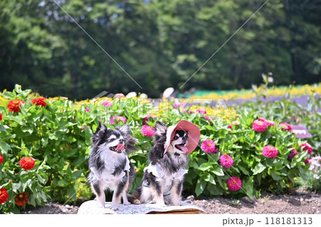 お花畑と笑顔が可愛い2匹のロングコートチワワ 118181313