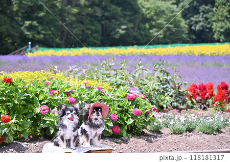お花畑と笑顔が可愛い2匹のロングコートチワワ お花畑と笑顔が可愛い2匹のロングコートチワワ 118181317