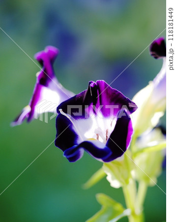 逆光の中で咲くトレニアの花 逆光の中で咲くトレニアの花 118181449