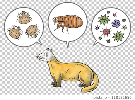 Martens and parasites (mites, fleas, and pathogens) 118181656