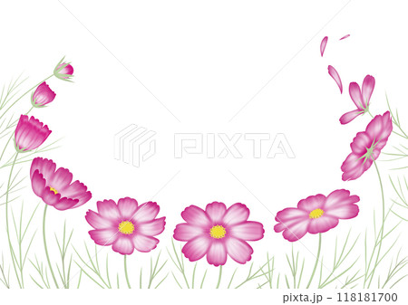 秋桜　あかつき　つぼみから開花そして散るまで 118181700