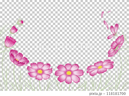 秋桜　あかつき　つぼみから開花そして散るまで 118181700