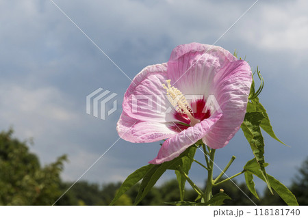 花の写真 118181740