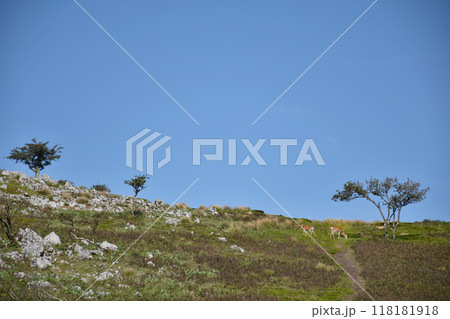 カルスト地形の霊仙山、野生の鹿に遭遇するのは珍しい事では無い。 カルスト地形の霊仙山、野生の鹿に遭遇するのは珍しい事では無い。 118181918