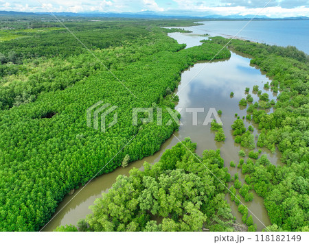 Aerial view green mangrove forest. Natural carbon sinks. Mangroves trees capture CO2. Blue carbon ecosystems. Mangroves absorb carbon dioxide emissions and mitigating global warming. Green ecosystem. 118182149