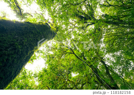Looking up view of tree trunk to green leaves of tree in forest with sun light. Fresh environment in green woods. Forest tree on sunny day. Natural carbon capture. Sustainable conservation and ecology Looking up view of tree trunk to green leaves of tree in forest with sun light. Fresh environment in green woods. Forest tree on sunny day. Natural carbon capture. Sustainable conservation and ecology 118182158