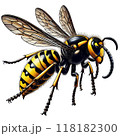 スズメバチ 118182300