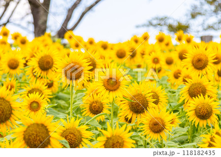 ひまわり畑　満開の向日葵 118182435
