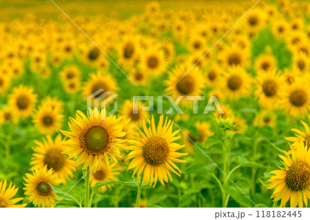 ひまわり畑　満開の向日葵 118182445