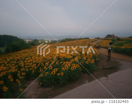 a view through tram window of the country side 118182493