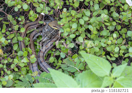 シマヘビに捕食されているヌマガエル 118182721