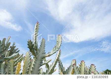 Huernia succulent under blue sky Huernia succulent under blue sky 118183093