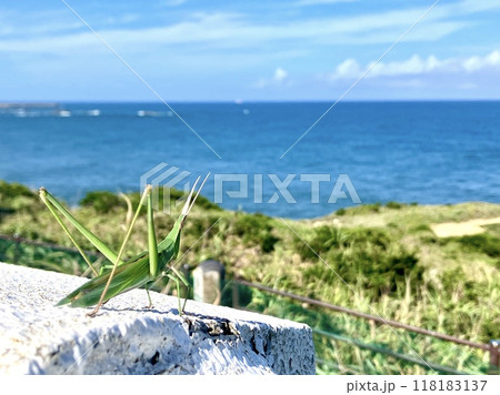 夏の海を見つめるショウリョウバッタ 118183137