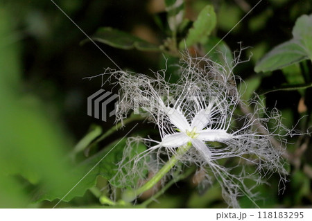 カラスウリ 夏の夜咲く不思議な花 118183295