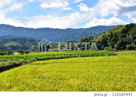 田んぼのあぜ道に咲く彼岸花 118183441