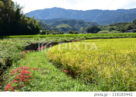 田んぼのあぜ道に咲く彼岸花 田んぼのあぜ道に咲く彼岸花 118183442