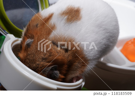 可愛いゴールデンハムスターが食べ物でいっぱいの缶に潜り込み、頬袋に食べ物をいっぱい詰め込んでいる。 118183509