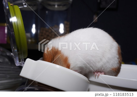 可愛いゴールデンハムスターが食べ物でいっぱいの缶に潜り込み、頬袋に食べ物をいっぱい詰め込んでいる。 118183513