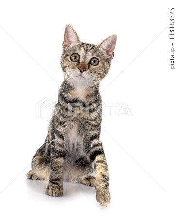 little cat in studio 118183525