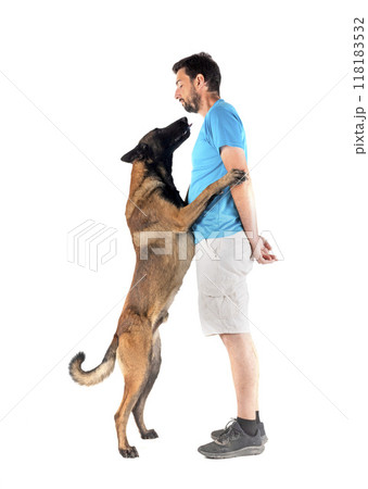 malinois and man in studio 118183532
