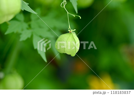 フウセンカズラ 118183837