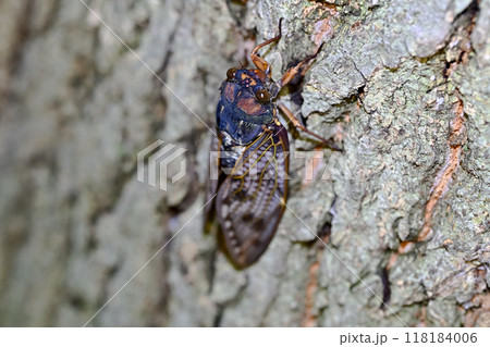 アブラゼミ 118184006