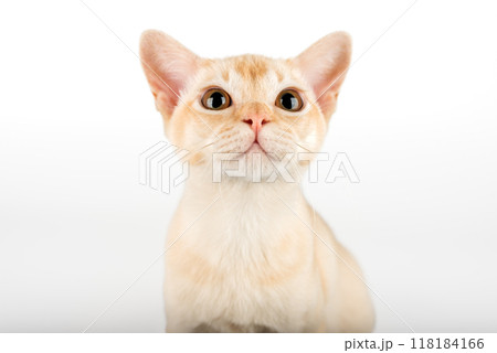 Portrait of cute Burmese kitten on white background. Portrait of cute Burmese kitten on white background. 118184166