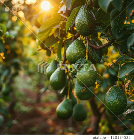 Avocado tree plantation from close up angle, focusing avocados hanging branches, blurred background Avocado tree plantation from close up angle, focusing avocados hanging branches, blurred background 118184523
