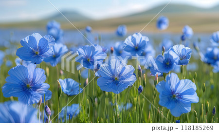 Flax field in full bloom, delicate blue flowers swaying in breeze, peaceful rural landscape. 118185269