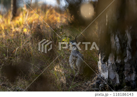 koklass pheasant or Pucrasia macrolopha closeup or portrait high altitude bird in natural green background at foothills of himalaya during winter wildlife excursion at uttarakhand india asia 118186143
