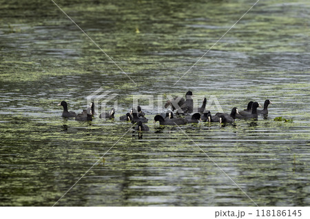 Eurasian coot or common coot or Australian coot or Fulica atra flock or group family floating in shallow water or wetland at keoladeo national park or bharatpur bird sanctuary rajasthan india asia 118186145