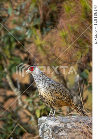 cheer pheasant or Catreus wallichii or Wallichs pheasant portrait during winter migration perched on big rock in natural colorful scenic green background in foothills himalaya forest uttarakhand india 118186147