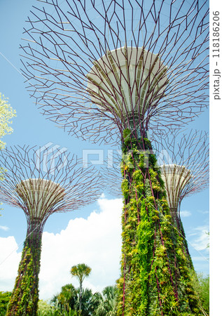 giant tree building at Garden by the Bay, Singapore in sunny day 118186206