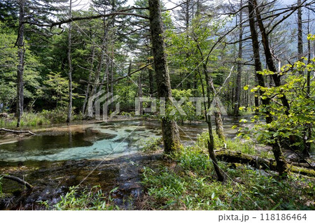 夏の上高地,岳沢湿原/長野県 夏の上高地,岳沢湿原/長野県 118186464