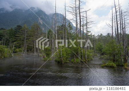 夏の上高地,岳沢湿原/長野県 夏の上高地,岳沢湿原/長野県 118186481