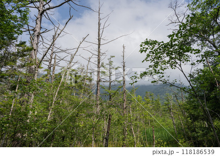 夏の上高地，遊歩道の景観／長野県 118186539