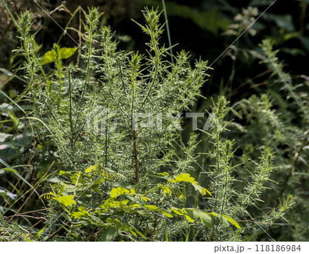 rosemary plant in the field 118186984