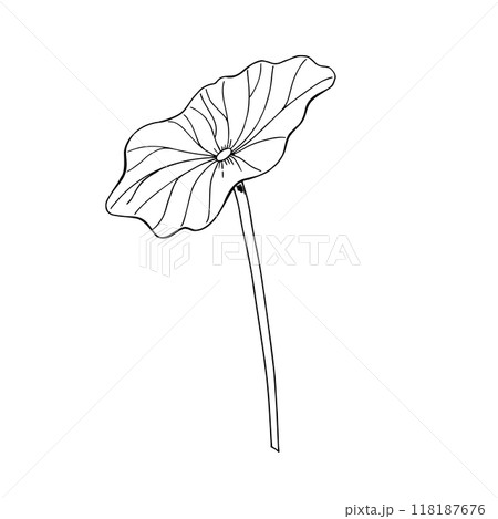 Lotus leaf hand drawn vector illustration isolated on white background. Water lily leaf painted by black inks. Monochrome plant for create floral arrangements, icon decor 118187676